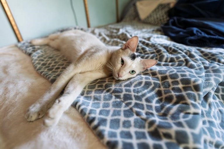 birlea phoenix ottoman bed instructions